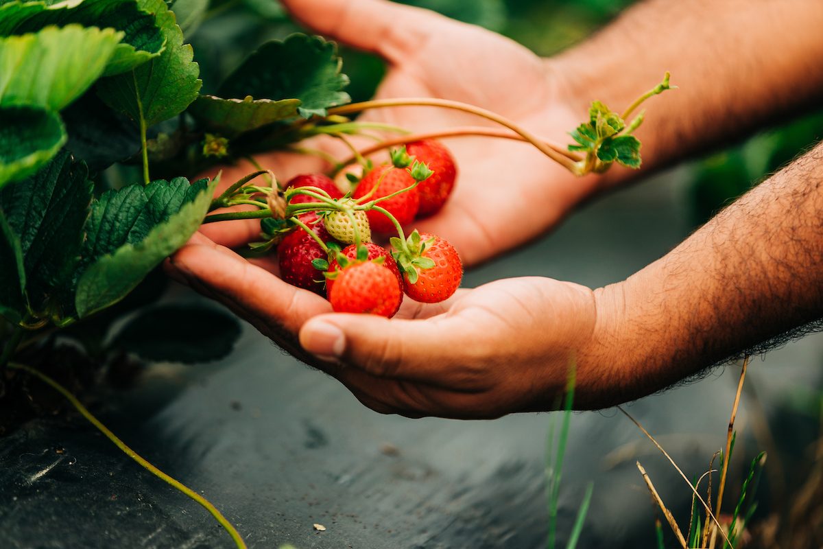 person holding strawberries attached to plant